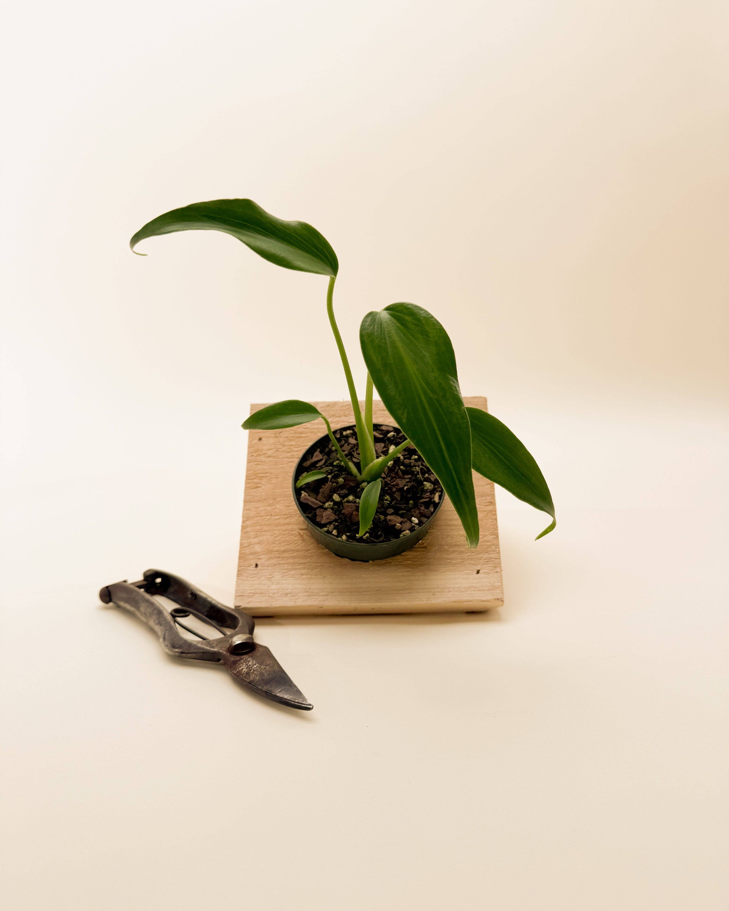 lily of valley plant Giant Lily-of-the-Valley main image 0